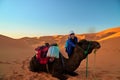 Portrait of a tourist girl and a camel in the Sahara desert Royalty Free Stock Photo