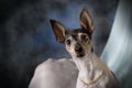 Portrait of a Toy Fox Terrier on Blue Royalty Free Stock Photo
