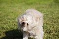 Toy Poodle Dog Shaking Head in the Park Royalty Free Stock Photo