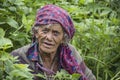 Portrait of a traditional old woman from a village in India. Royalty Free Stock Photo