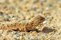 The portrait of Trapelus ruderatus , Horny-scaled Agama