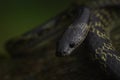 Portrait of a Travancore wolf snake from Munnar, Kerala