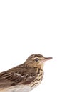 Portrait Tree Pipit Anthus trivialis isolated on a white Royalty Free Stock Photo