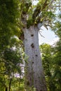 Portrait of tree. Waipoua kauri forest. Royalty Free Stock Photo