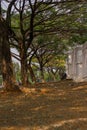 portrait of trees in an aesthetic city park