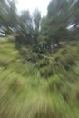 Portrait of trees with blur Royalty Free Stock Photo