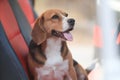 Portrait of a tri-color beagle smiling in a car