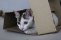 Portrait of tricolor cat laydown on a box
