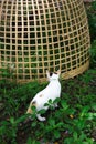 Portrait of tricolor cat is looking at the chicken in cage Royalty Free Stock Photo