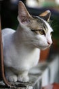 Portrait of tricolor cat is looking at something Royalty Free Stock Photo