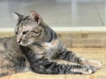 Portrait of tricolor tabby cat