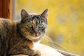 Portrait of tricolor tabby cat