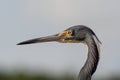 Portrait of Tricolored Heron - Egretta tricolor - with clear gray background. Royalty Free Stock Photo