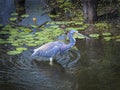 Portrait of a Tricolored Heron With a Minnow in his Beak