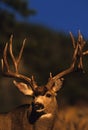 Portrait of a Trophy Mule Deer Buck Royalty Free Stock Photo