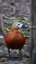 Portrait of tropical duck Royalty Free Stock Photo
