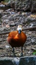 Portrait of tropical duck Royalty Free Stock Photo