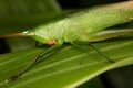 Portrait of a tropical green grasshopper. Royalty Free Stock Photo