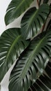 Portrait Tropical monstera leaves, floral pattern background, concept of nature