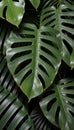 Portrait Tropical monstera leaves, floral pattern background, concept of nature