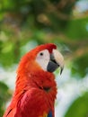 portrait of a tropical parrot red macaw on blurred background Royalty Free Stock Photo