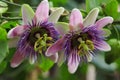 Portrait of tropical pastel passiflora flowers