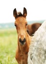 Portrait of trotter foal in the meadow