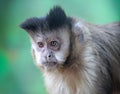 Portrait of Tufted Capuchin in front of aquamarine background