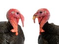 portrait turkey isolated on white