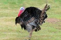 Portrait of a turkey male or gobbler on a green grass background