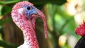 Portrait of a turkey in the nature at sunset time. turkey at the farm. bird head closeup. Funny Turkey Head. nature and wildlife