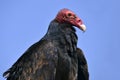 Portrait Turkey vulture