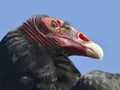 Portrait Turkey vulture