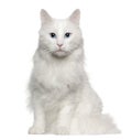 Portrait of Turkish Angora cat, 4 years old Royalty Free Stock Photo