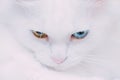 Portrait of turkish van cat.