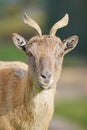 Portrait of a Turkmenian Markhor in Highland Wildlife Park, Kincraig, Kingussie, Scotland