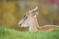 Portrait of a Turkmenian Markhor in Highland Wildlife Park, Kincraig, Kingussie, Scotland