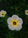 Portrait of Turnera subulata flower Royalty Free Stock Photo