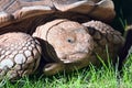 Portrait of old giant turtle