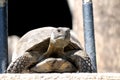 Portrait of turtle Agrionemys horsfieldii Testudo horsfieldi.