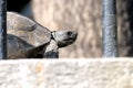 Portrait of turtle Agrionemys horsfieldii Testudo horsfieldi.