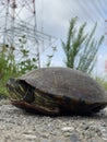 Portrait turtle while crossing road