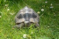 Portrait turtle from the front, in the green grass b