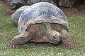 Portrait of turtle gigante standing on grass