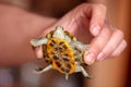 Portrait of a turtle in hand.