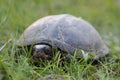 Portrait of a turtle in the spring green grass