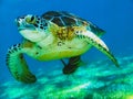 Portrait of a turtle swimming underwater