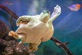 Portrait of a turtle swimming underwater Royalty Free Stock Photo