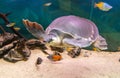 Portrait of a turtle swimming underwater Royalty Free Stock Photo