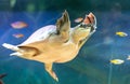 Portrait of a turtle swimming underwater